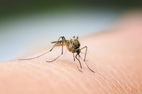 Mosquito Prevention: 5 Natural Methods to Control Mosquitoes