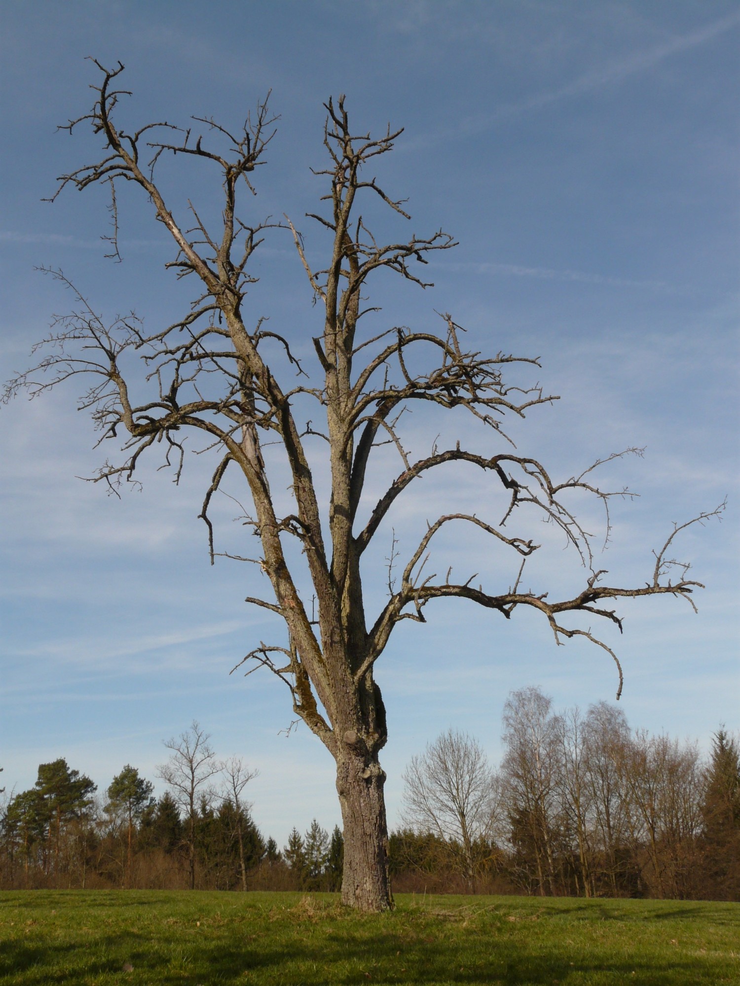  Signs of a Dying Tree and the way to Revive It