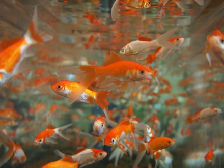 Provide your Fish a complete Ecosystem: How to Create an Eco-Friendly Aquarium